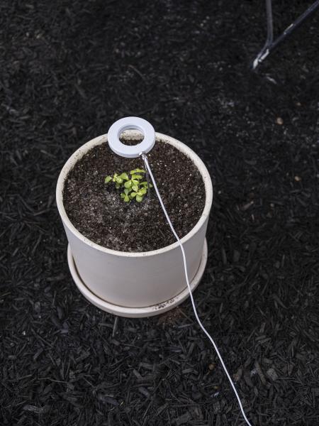 detail image of potted plant with a grow light on mulch
