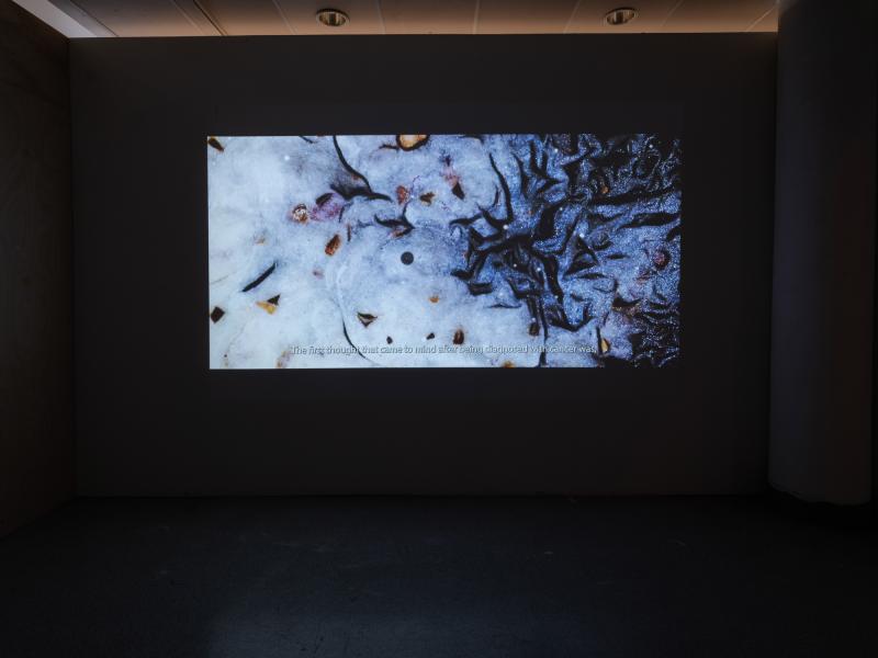 digital video projected in a dark gallery space