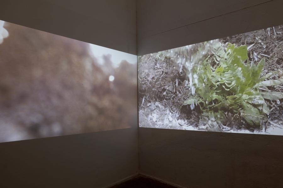 image of dual videos projected onto the corner of the gallery displaying plants, earth and water
