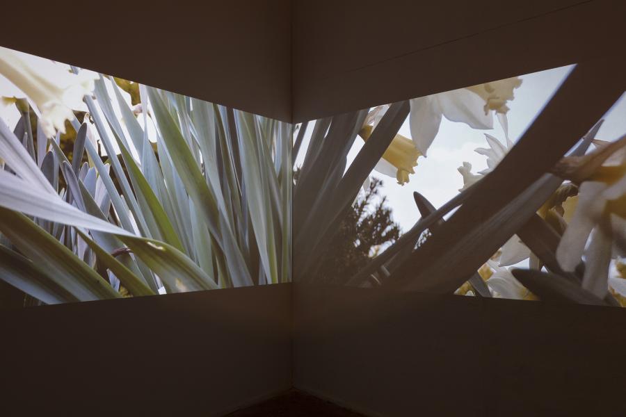 image of dual videos projected onto the corner of the gallery displaying daffodils