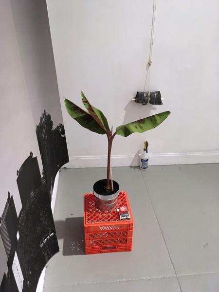 image of multiple pieces including a large photograph on the wall and banana plant on an orange milk crate